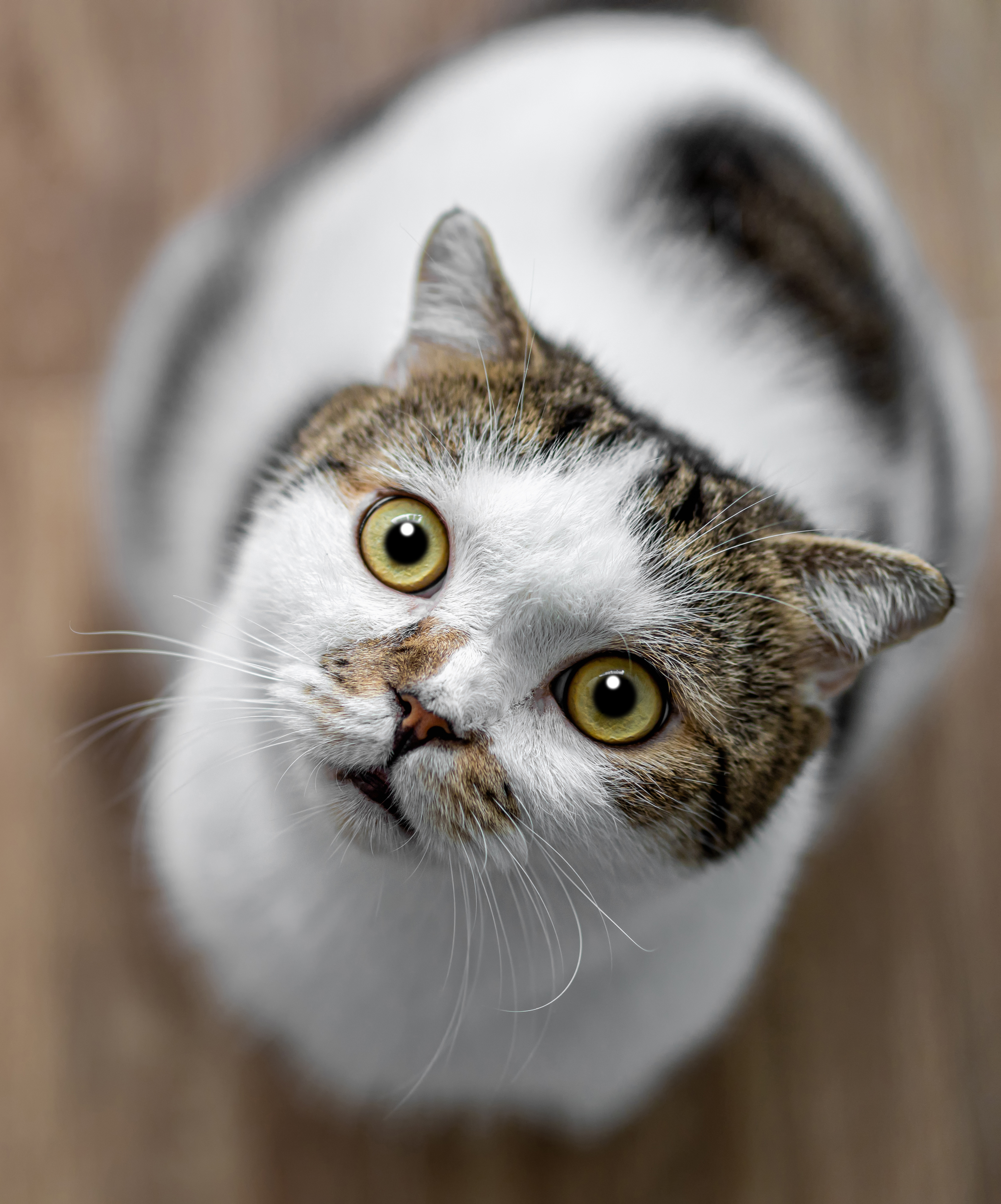 Cat Before Photo